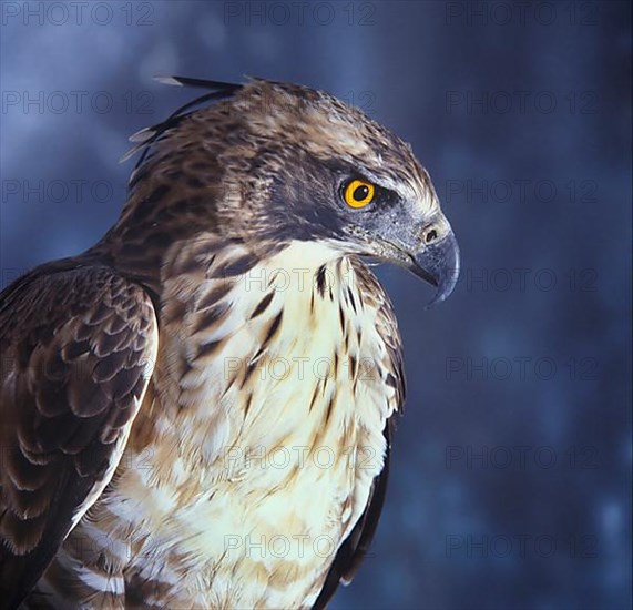 Mountain hawk-eagle