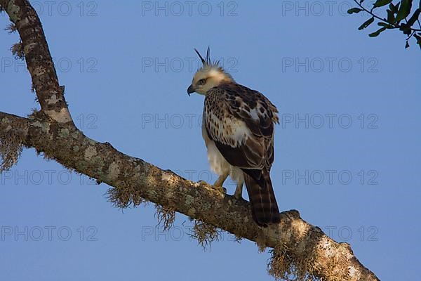 Convertible Bonelli's Eagle