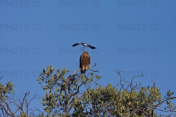 Tawny Eagle is mobbed by Blacksmith Plover