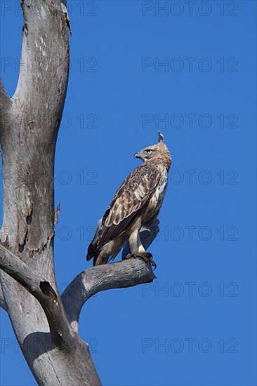 Mutable Bonelli's Eagle