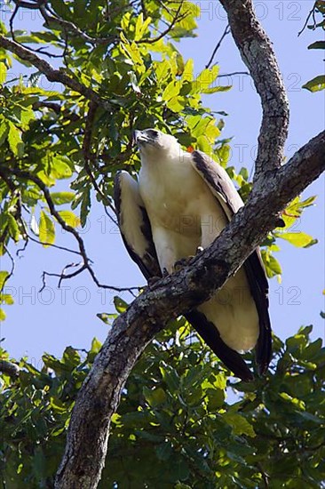 White-bellied sea eagle