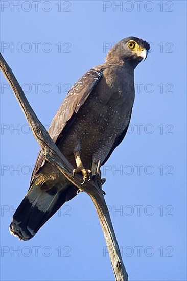 Crested Serpent Eagle