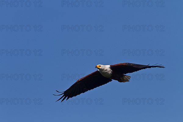 African Fish Eagle