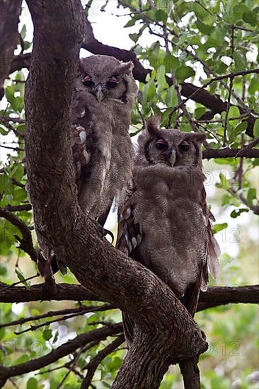 Milk Owl