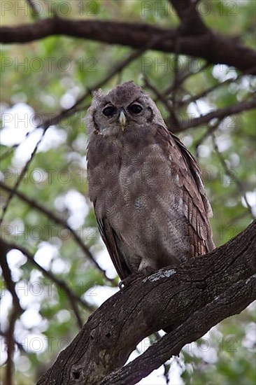 Milk Owl