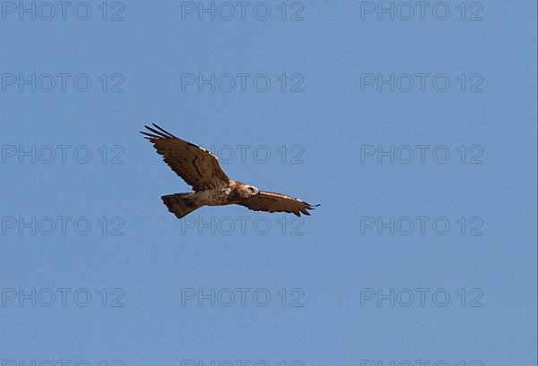 Short-footed eagle in flight. Coto Donana