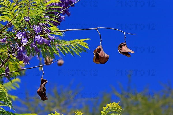 Blue jacaranda