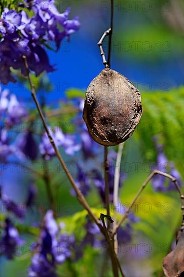 Blue jacaranda