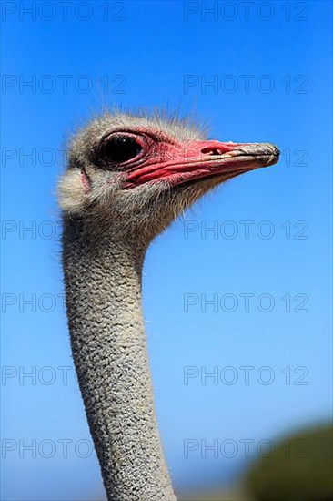 South african ostrich