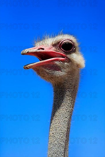 South african ostrich