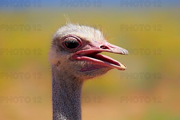 South african ostrich