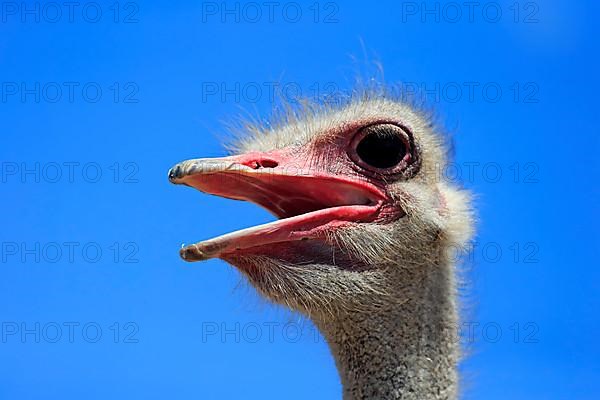 South african ostrich