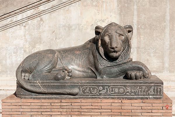 Egyptian Lion