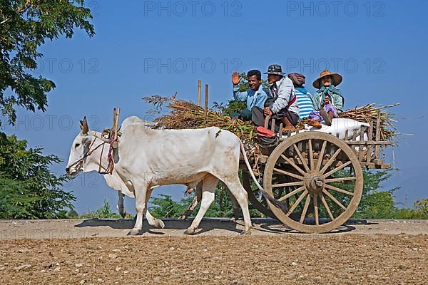 Wooden cart pulled by two zebus