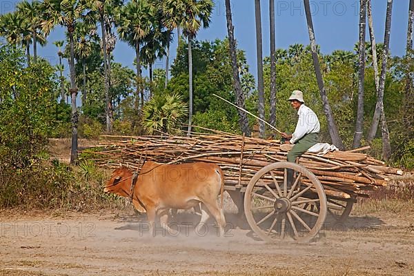 Wooden cart loaded with wood