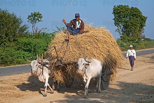Wooden cart heavily loaded with hay