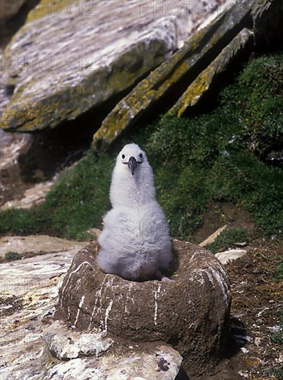 Black-browed albatross