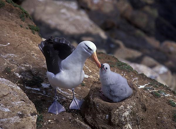 Black-browed albatross