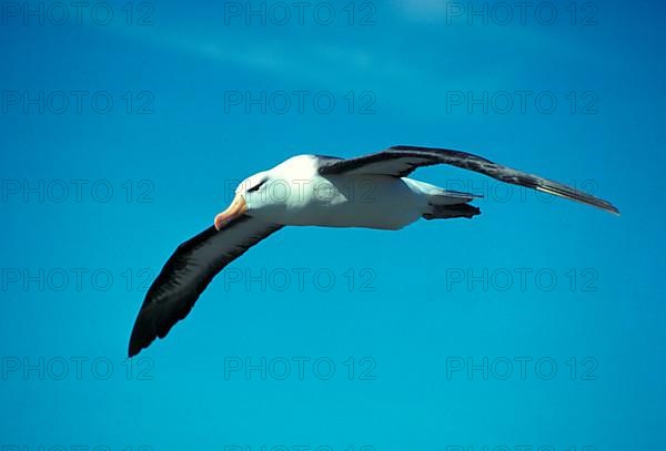 Black-browed albatross