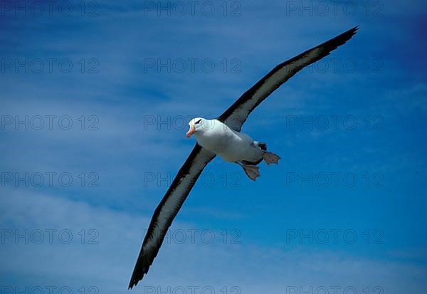 Black-browed albatross