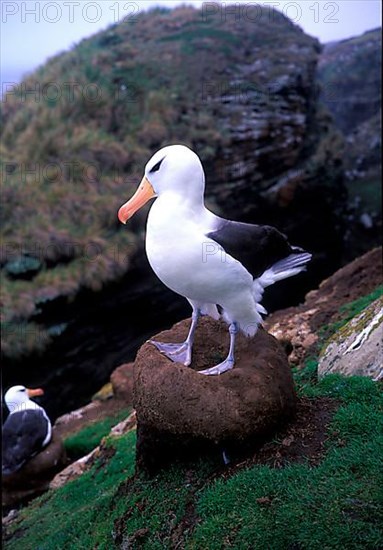 Black-browed Albatross