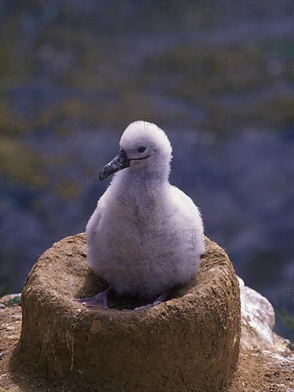 Black-browed Albatross