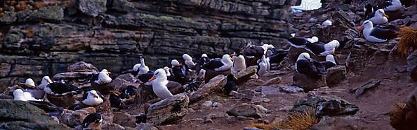 Black-browed Albatross