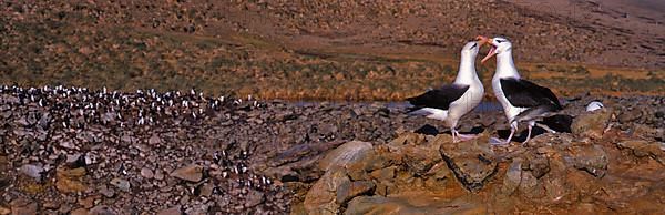 Black-browed Albatross