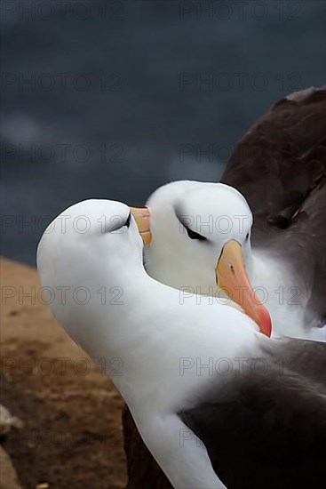 Albatross