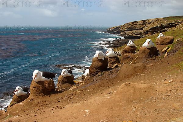 Black-browed albatross