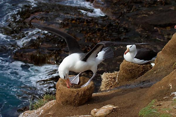 Black-browed Albatross DIOMEDEA MELANPHORIS Standing on a dome nest. Saunders Island