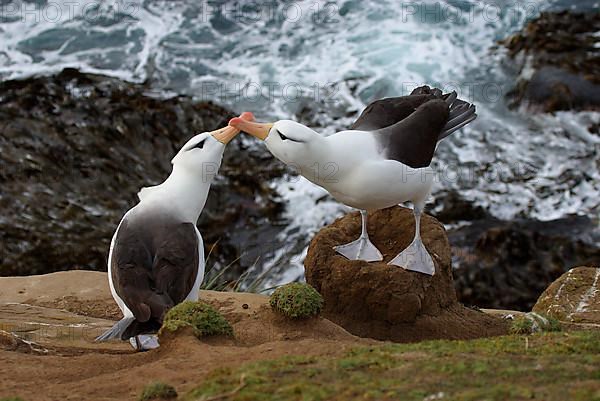 Black-browed Albatross