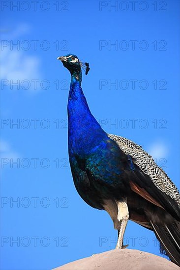 Indian Peafowl