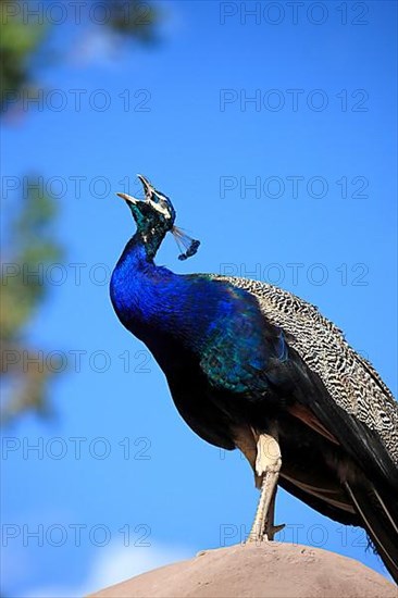 Indian Peafowl