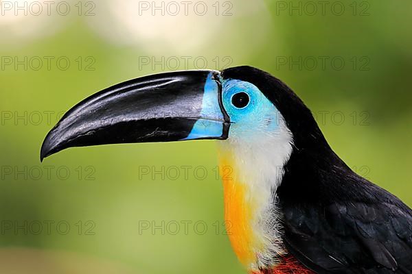 Channel-billed toucan