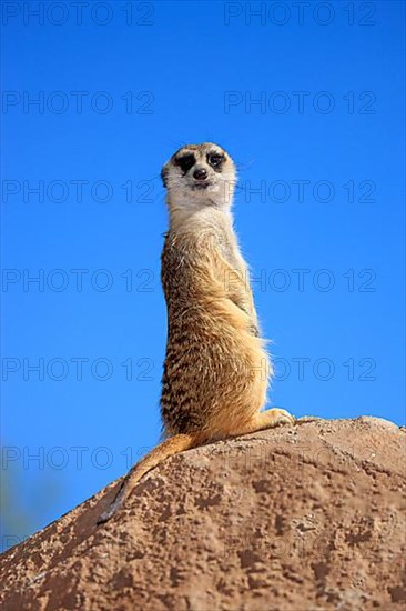 Suricate