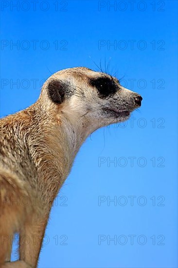 Suricate