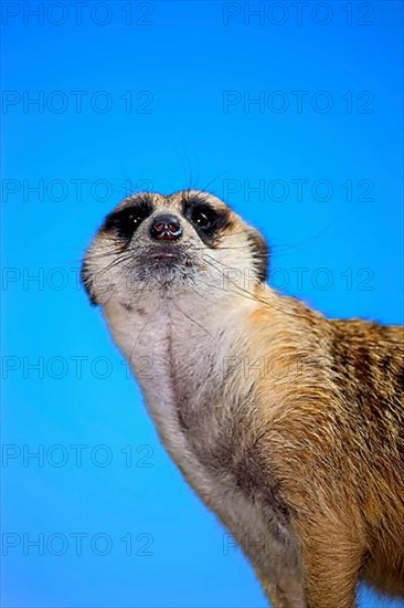 Suricate