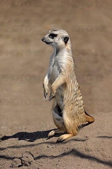 Suricate