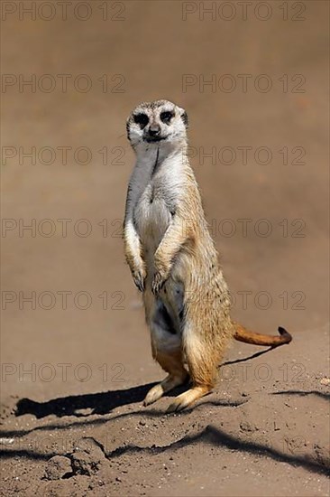 Suricate