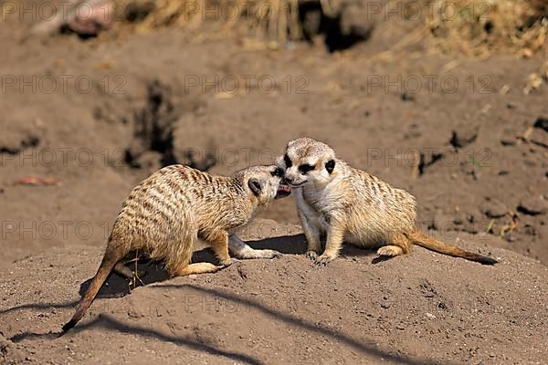 Suricate