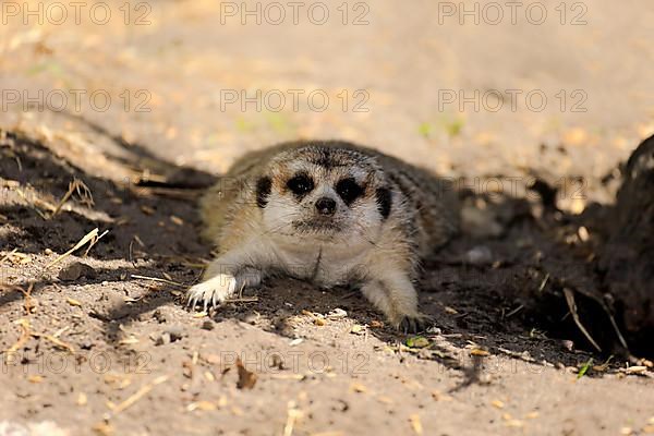 Suricate