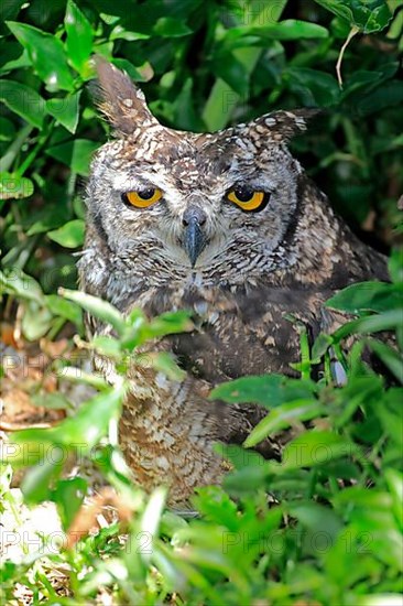 Spotted Eagle Owl