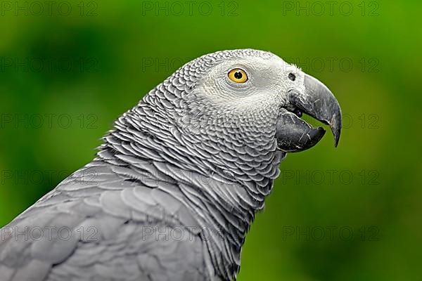 Grey Parrot