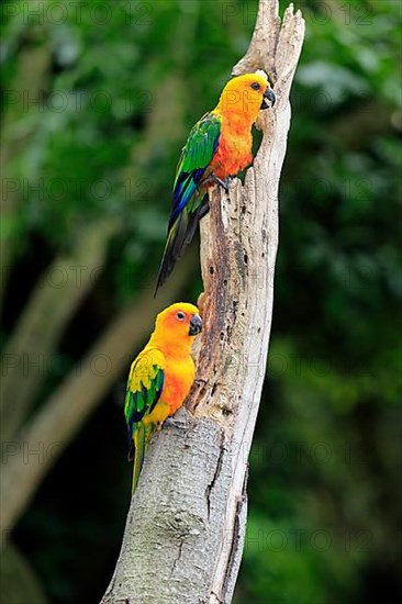 Jendaya Parakeet and Sun Conure