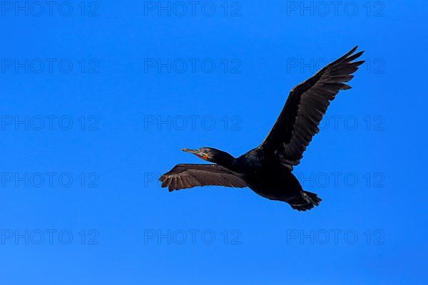 Cape Cormorant