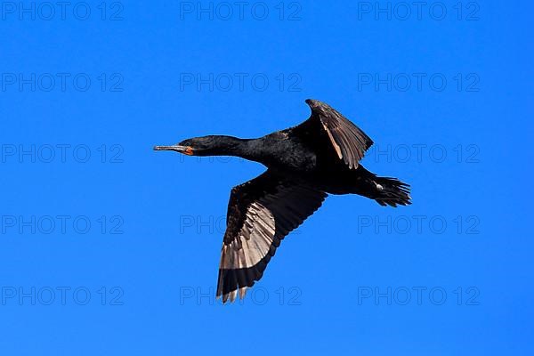 Cape Cormorant