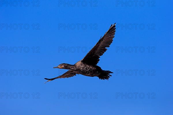 Cape Cormorant