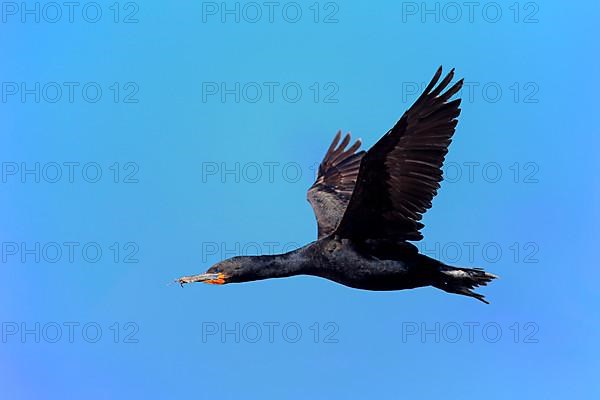 Cape Cormorant