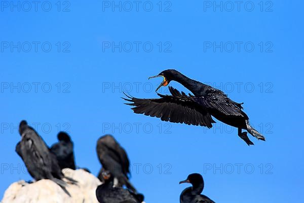 Cape Cormorant